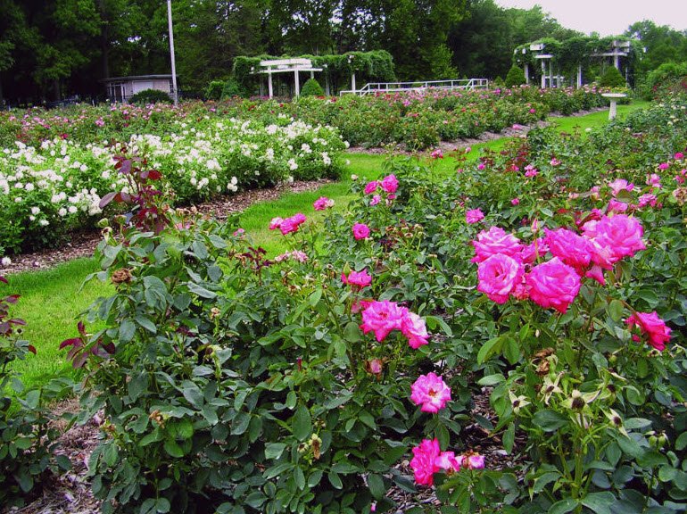 Reinisch Rose Gardens, United States